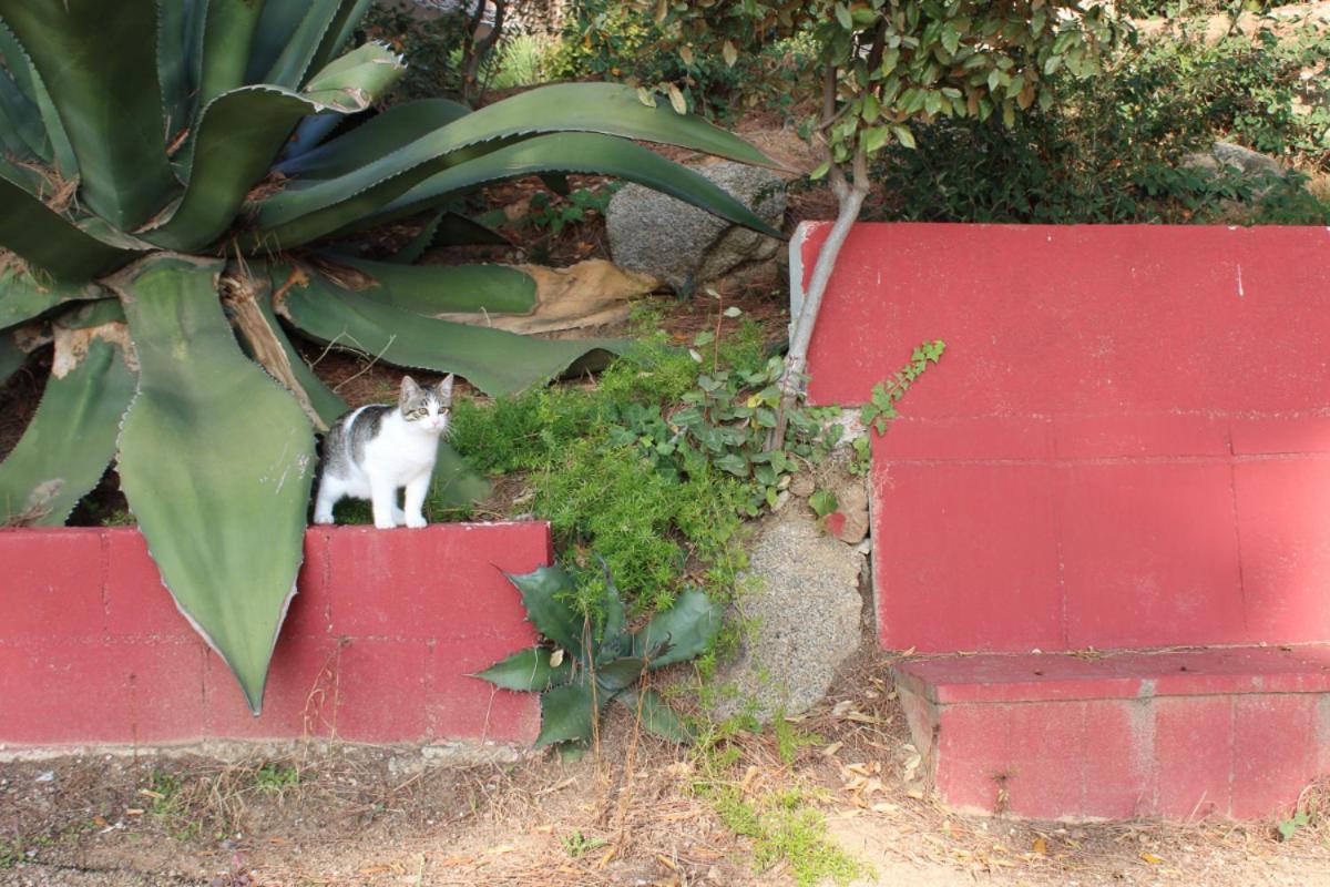Villa Maresme & Villa Rosa มาตาโร ภายนอก รูปภาพ